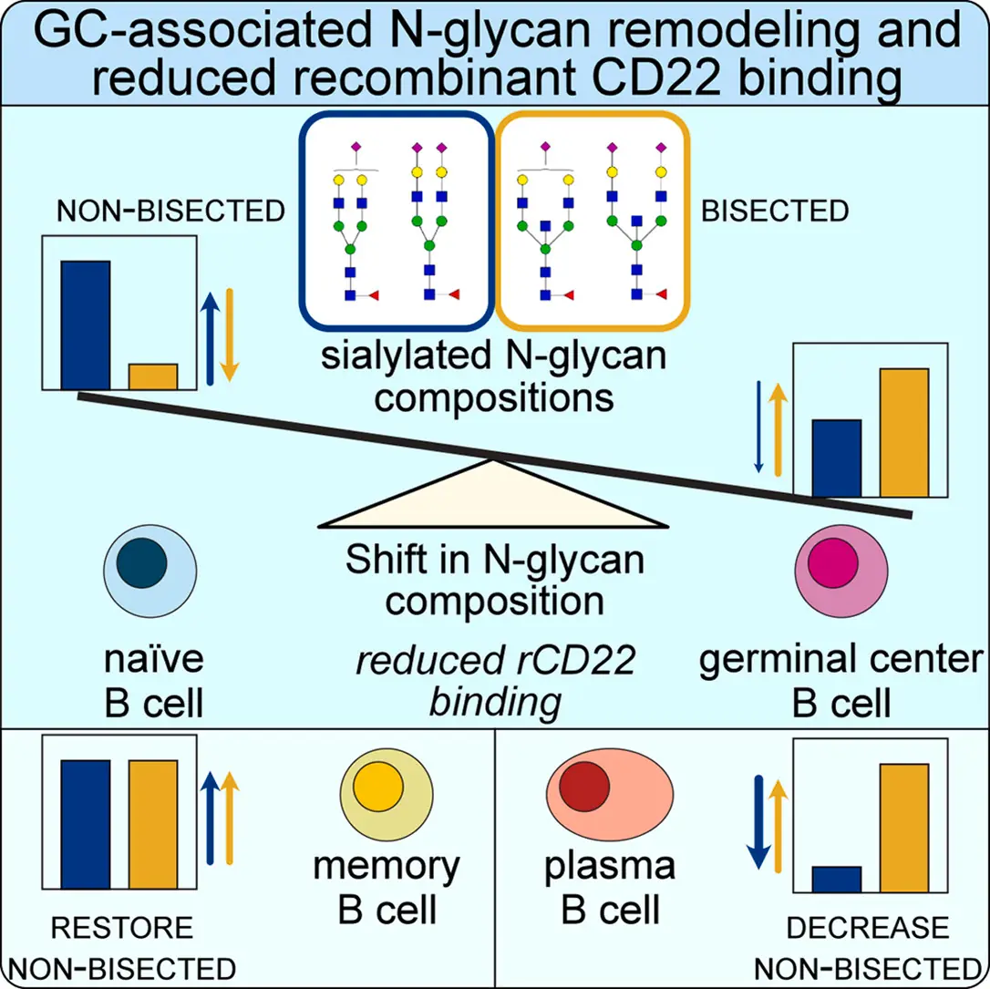 Martijn’s paper on germinal center B-cell glycans is online
