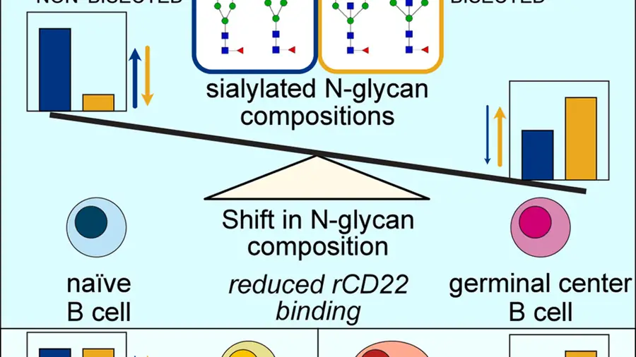 A new study links germinal center-associated N-glycan remodeling with reduced recombinant CD22 binding in human B cells.