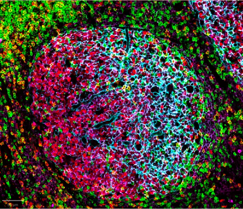 Proefdiervrij grant awarded