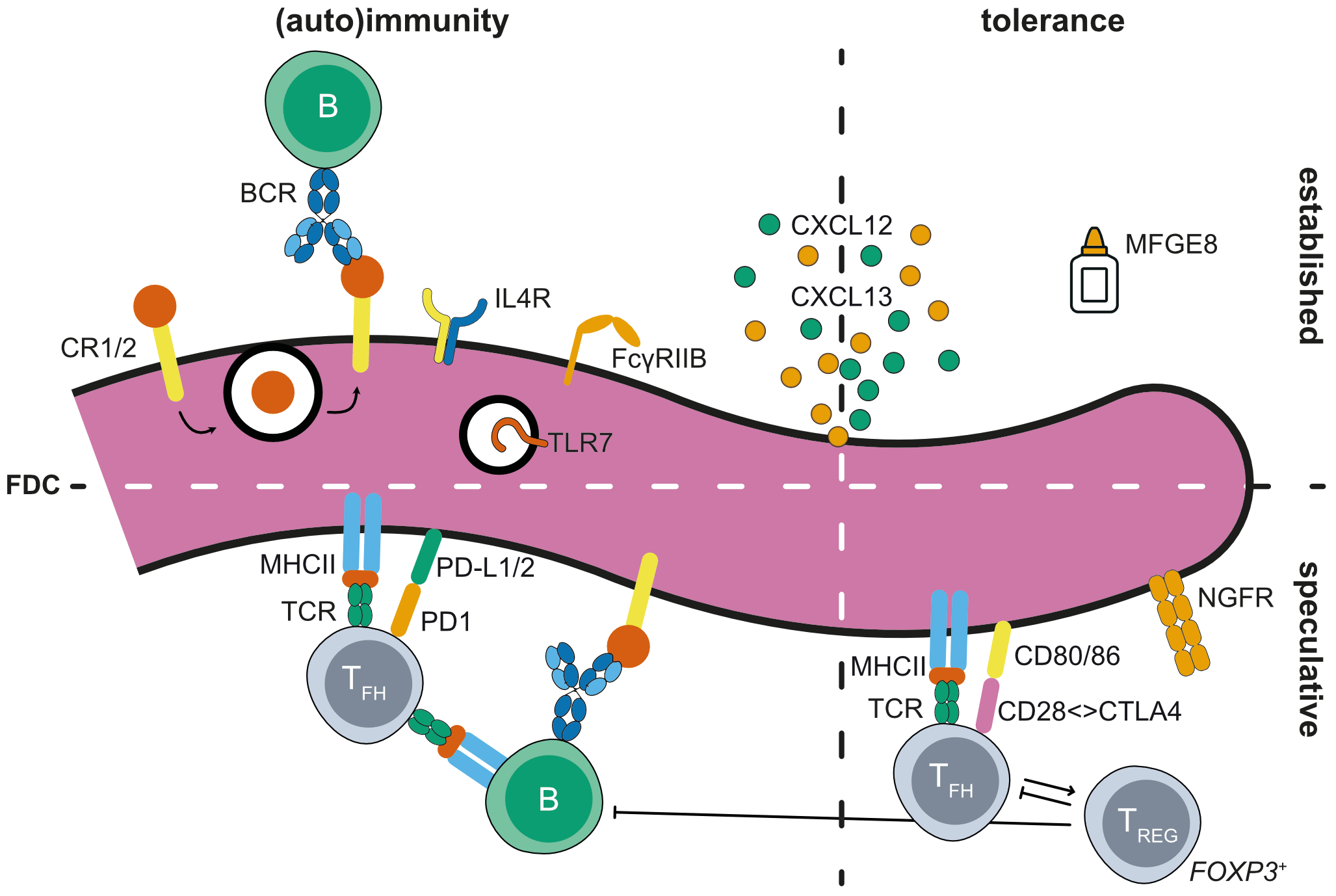 The FDC: At the germinal center of autoimmunity? (Review)