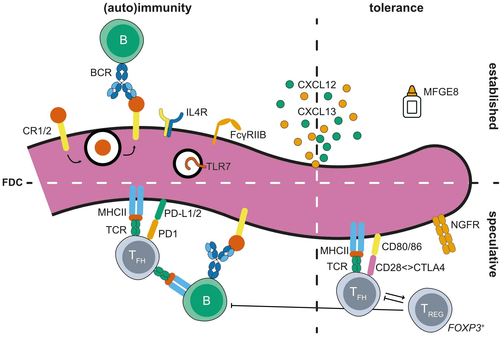 The FDC: At the germinal center of autoimmunity? (Review)