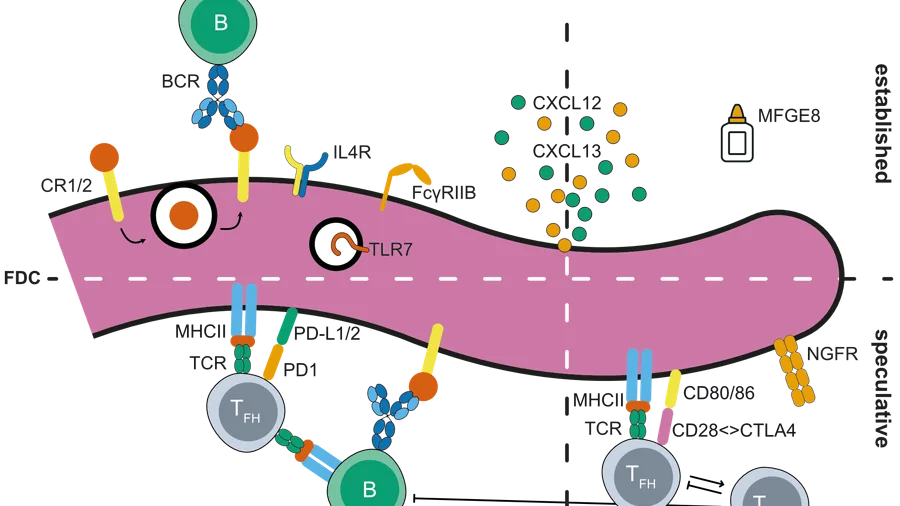What happens in the shadows of the Germinal Center? Are Follicular Dendritic Cells (FDCs) the gray eminence of autoimmunity? Luc's review explores the roles of FDCs, known for their role in affinity maturation, in autoimmune diseases.