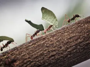 I am fascinated by ants, so when I find something cool I'll post it, especially when it involves immunology!