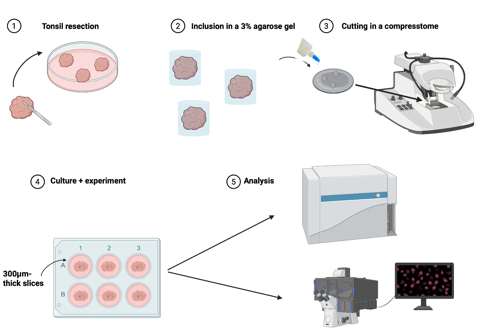 Simplified Tonsil Slice Diagram